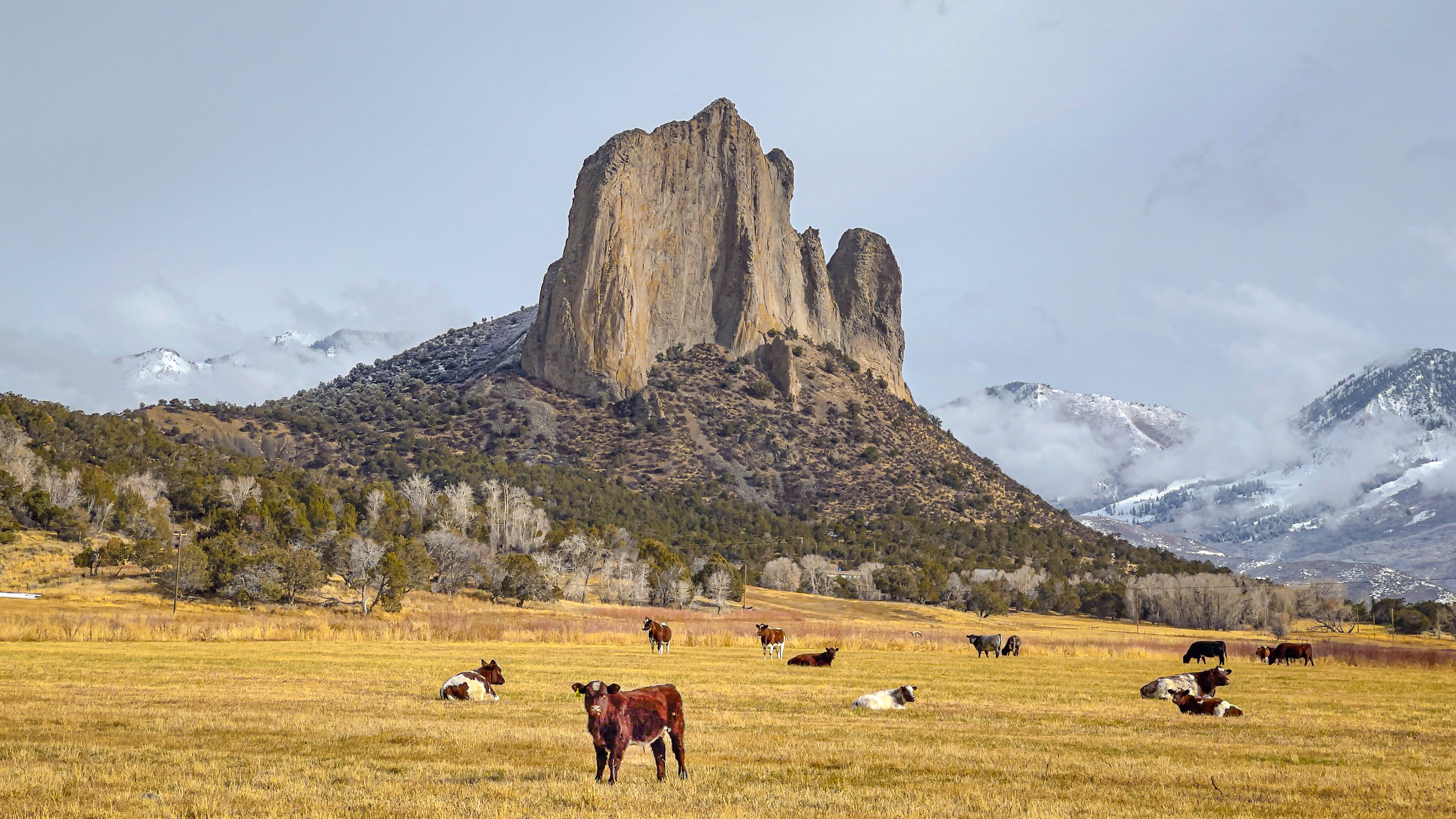 Shorthorn cattle stand and lay in a meadow in front of Needle Rock in Western Colorado
