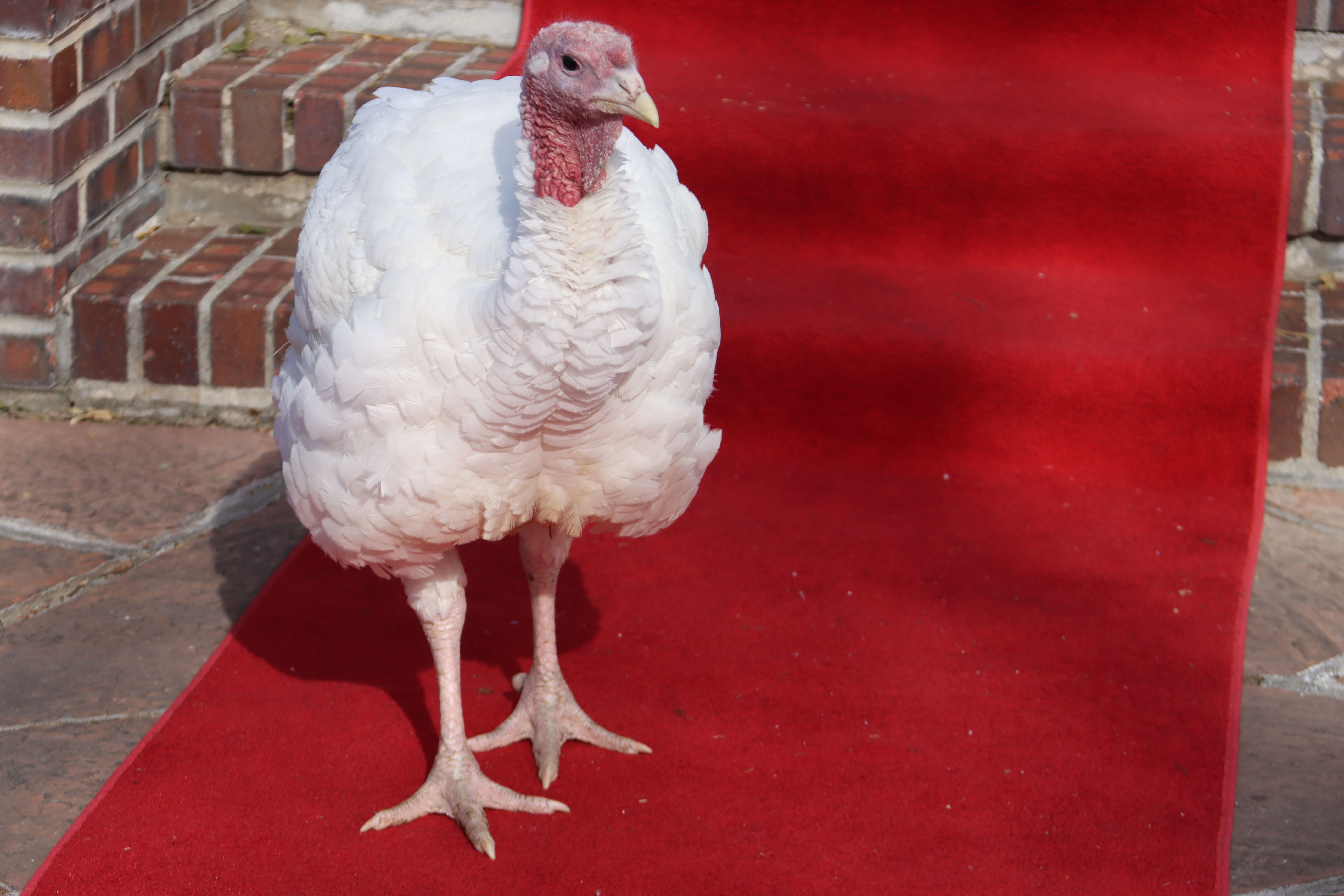 Butch Cassidy, a 22lbs tom walking the red carpet at Colorado's Third Annual Turkey Pardon. 
